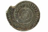 Fossil Ammonite (Dactylioceras) - England #119396-1
